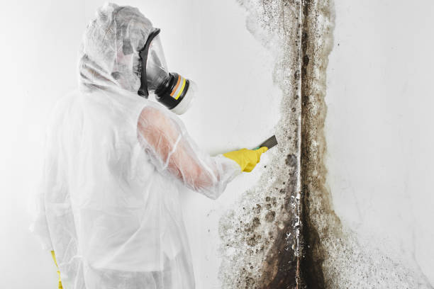 Professional Mold Removal in Allendale, MI