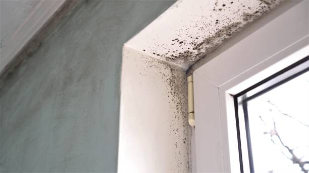 Certified Mold Removal in Allendale, MI