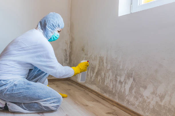 Mold Testing and Removal in Allendale, MI